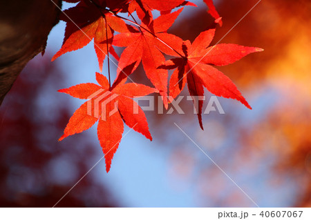 秋の蛇の鼻遊楽園（福島県・本宮市） 40607067