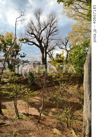 世田谷散歩:世田谷城址公園 世田谷散歩:世田谷城址公園 40607185