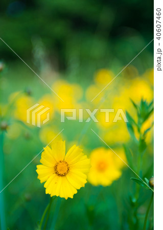 黄色い花 40607460