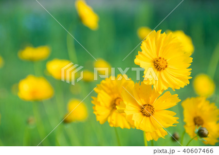 黄色い花 40607466