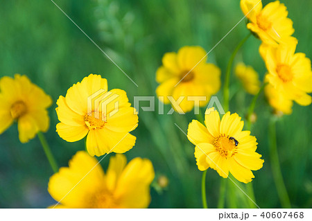 黄色い花の写真素材
