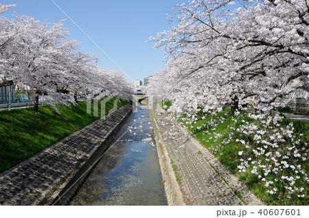 佐保川の桜 40607601