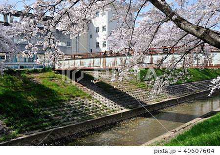 佐保川の桜 佐保川の桜 40607604