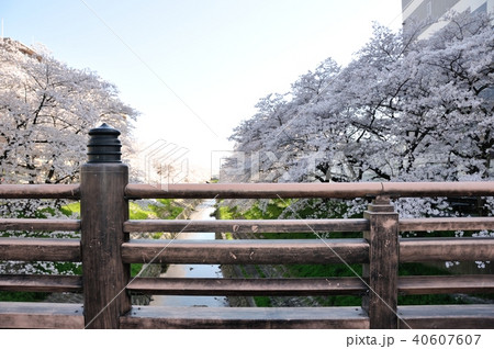 欄干と桜 欄干と桜 40607607