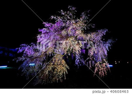 姫路城の夜桜 40608463