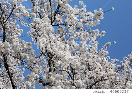 満開の桜 40609237
