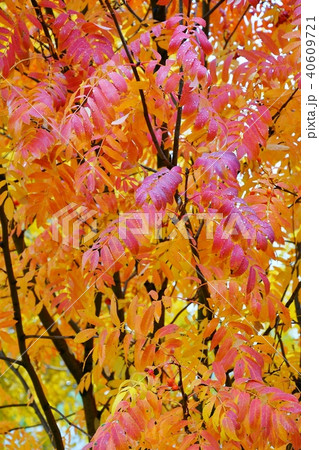 Autumn in the city on a rainy day Autumn in the city on a rainy day 40609721