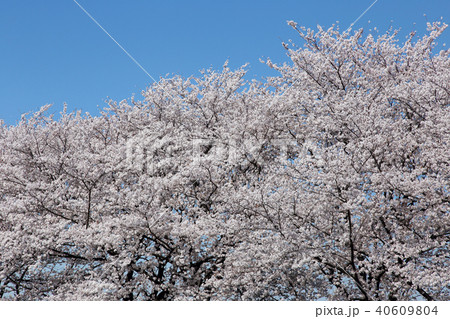 満開の桜 満開の桜 40609804