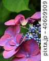 アジサイ 40609909