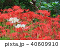 ヒガンバナ 40609910