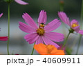 コスモスとミツバチ 40609911