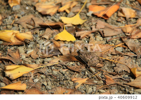 カエル カエル 40609912