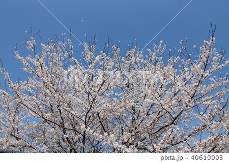 満開の桜 40610003