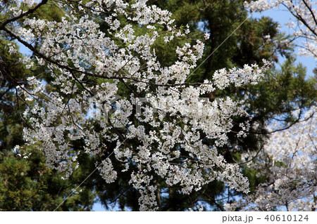満開の桜 40610124