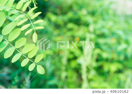 草むら 草むら 40610162
