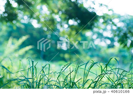 草むら 草むら 40610166