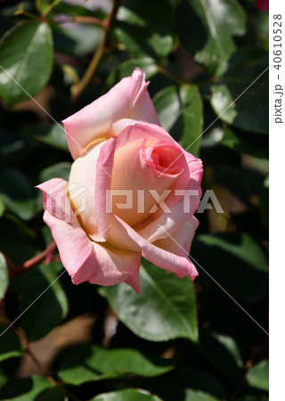 バラ（エレガント・レディ） 40610528