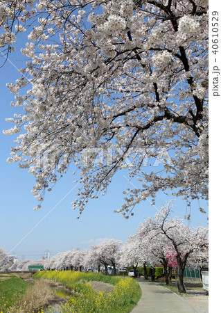 満開の桜と菜の花 40610529