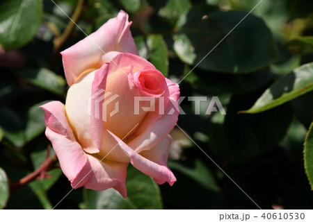 バラ（エレガント・レディ） 40610530