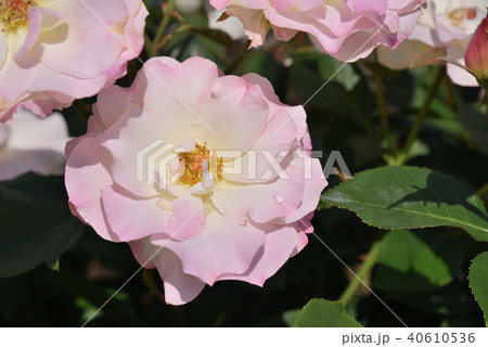 バラ（マチルダ） 40610536