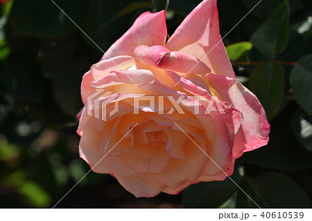 バラ(エレガント・レディ) バラ(エレガント・レディ) 40610539