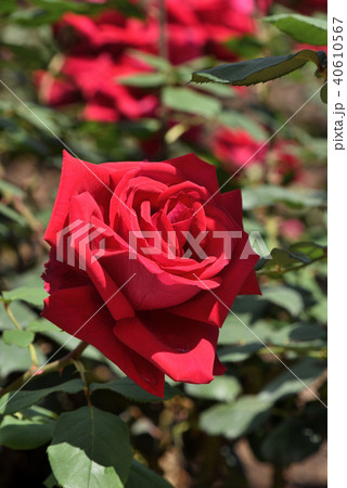 バラ(アメリカーナ) バラ(アメリカーナ) 40610567