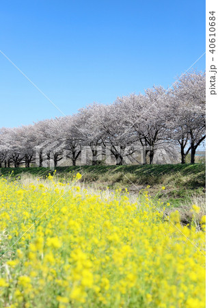 満開の桜と菜の花 40610684