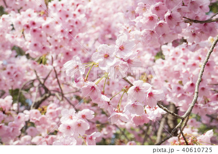陽光桜 陽光桜 40610725