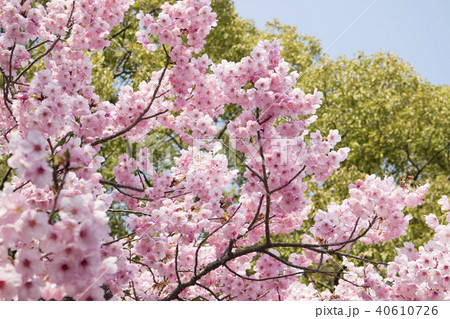 陽光桜 陽光桜 40610726