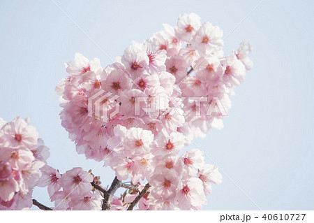 陽光桜 陽光桜 40610727
