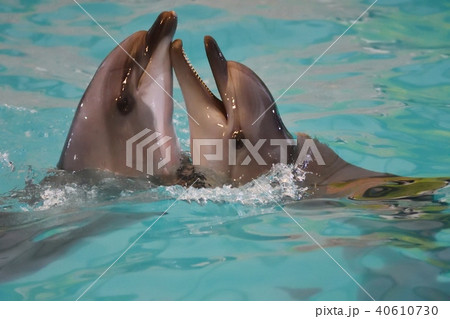 Two dolphins in the water 40610730