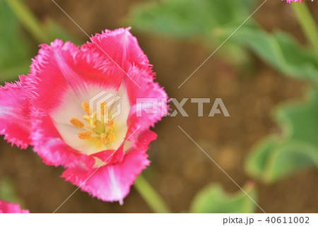 チュウリップ園 40611002