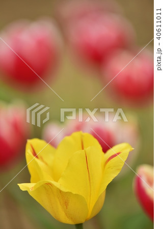 チュウリップ園 チュウリップ園 40611011