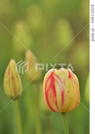 チュウリップ園 チュウリップ園 40611028