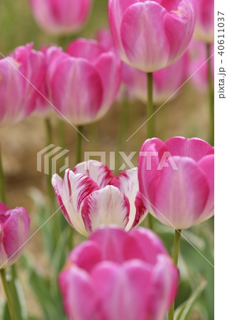 チュウリップ園 チュウリップ園 40611037