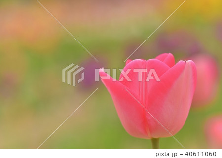 チュウリップ園 チュウリップ園 40611060