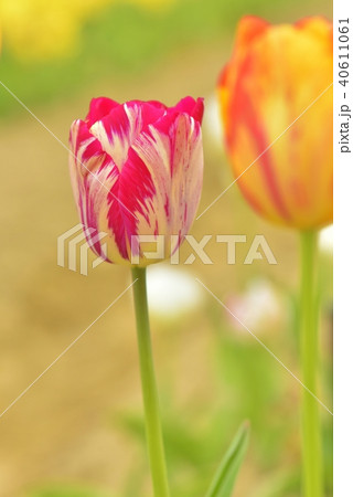 チュウリップ園 40611061