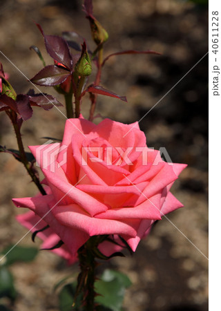 バラ(プリンセス・サヤコ) バラ(プリンセス・サヤコ) 40611228