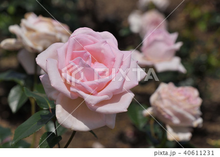 バラ（ロイヤル・ハイネス） 40611231