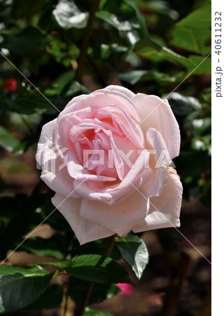 バラ（ロイヤル・ハイネス） 40611232