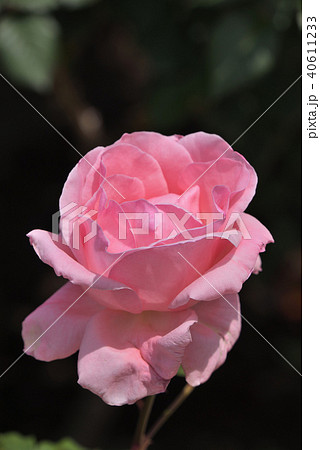 バラ（クイーン・エリザベス） 40611233