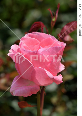 バラ（クイーン・エリザベス） 40611234