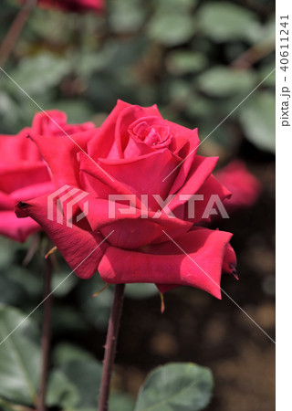 バラ(クリスチャン・ディオール) バラ(クリスチャン・ディオール) 40611241