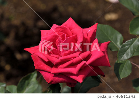 バラ（クリスチャン・ディオール） 40611243