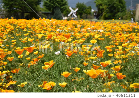 ハーブ庭園旅日記(カルフォルニアポピー) ハーブ庭園旅日記(カルフォルニアポピー) 40611311