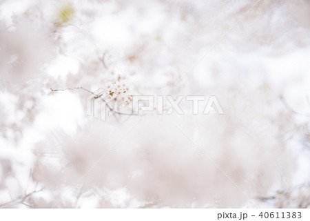 桜（ハイキー） 40611383