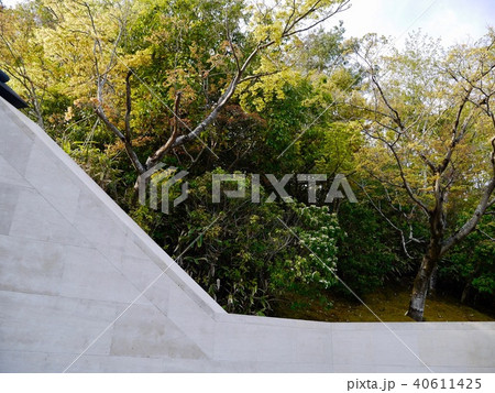 新緑 (素材) 新緑 (素材) 40611425