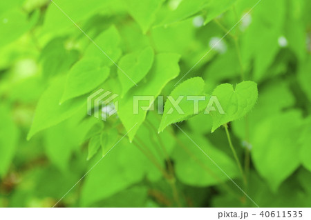 イカリソウ　薬草　 40611535