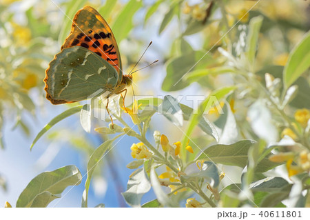 Monarch butterflies on willow 40611801