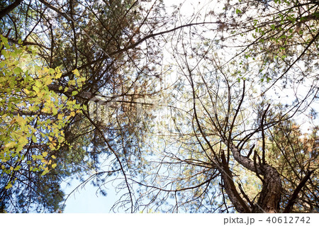 forest forest 40612742